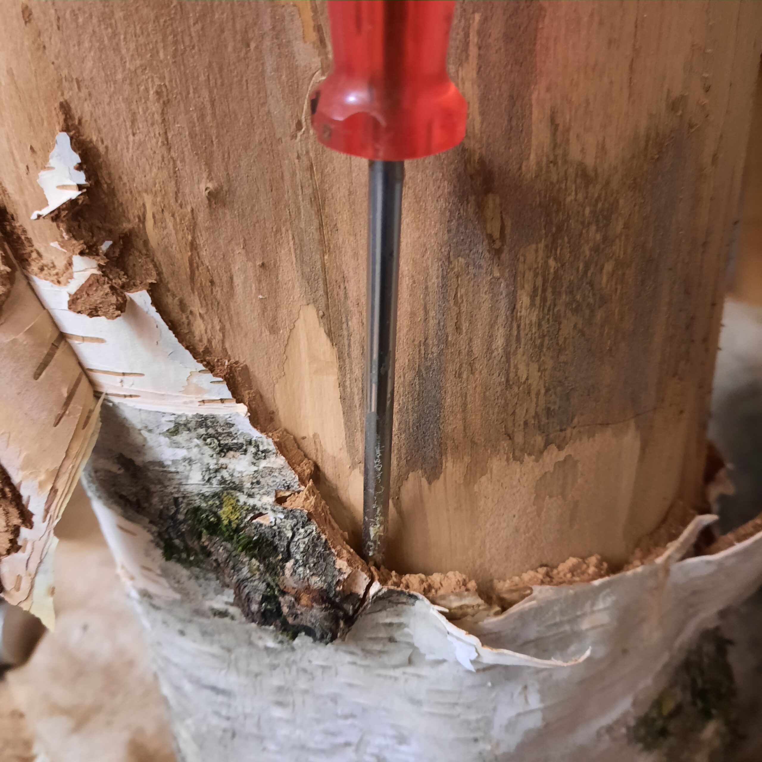 Ecorçage du tronc de bouleau