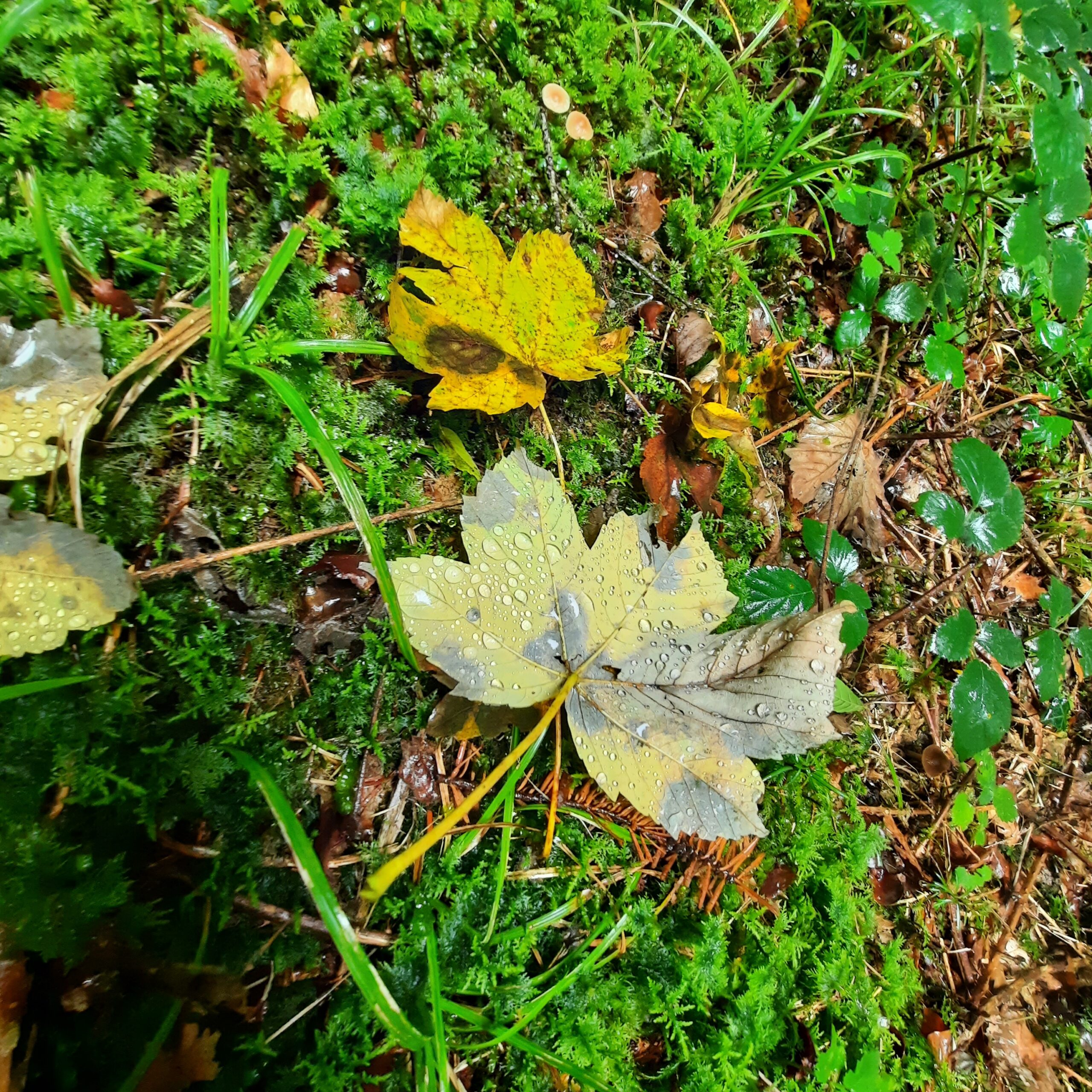 Feuille d'érable sous la pluie et la mousse