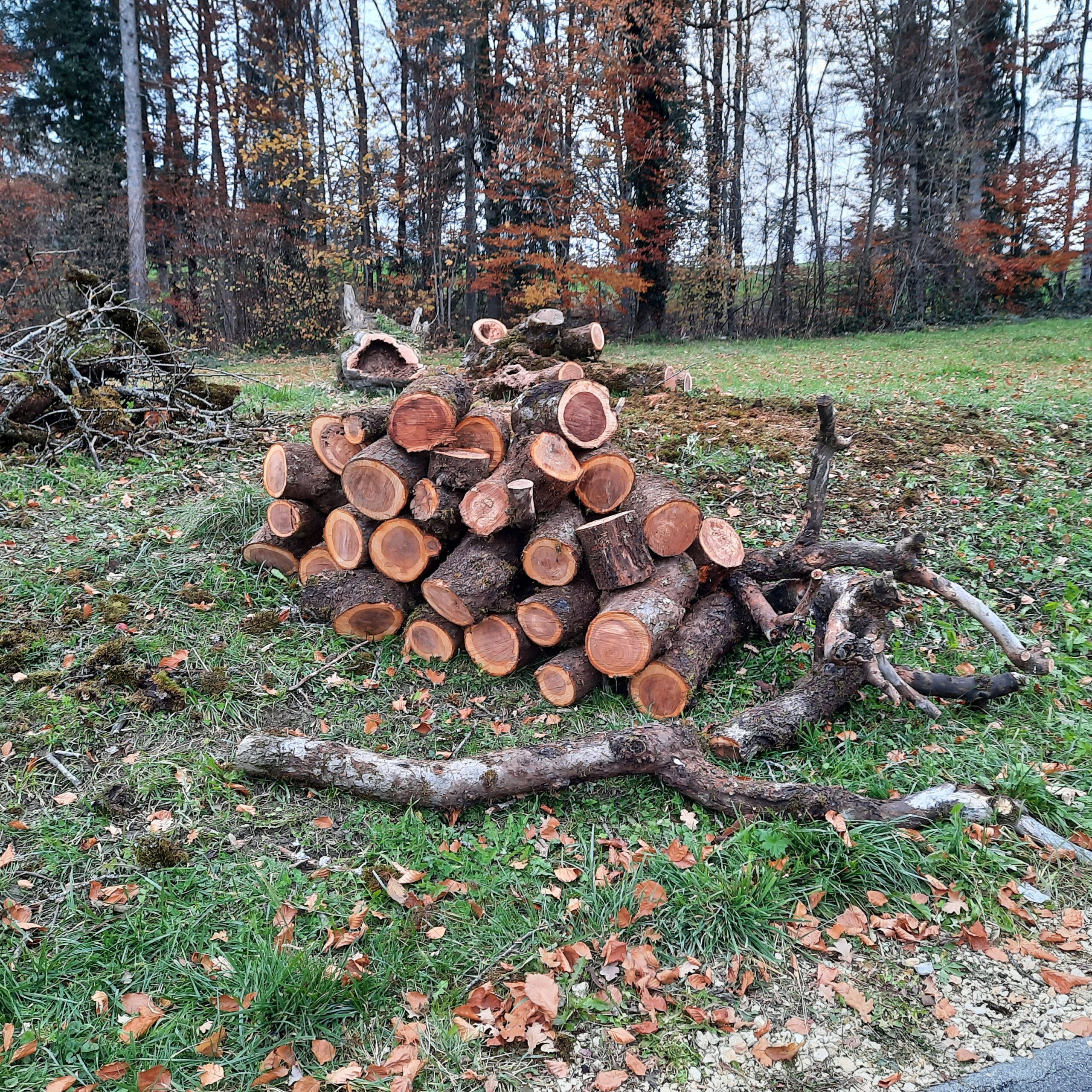 Tas de bois de pommier débité à la tronçonneuse