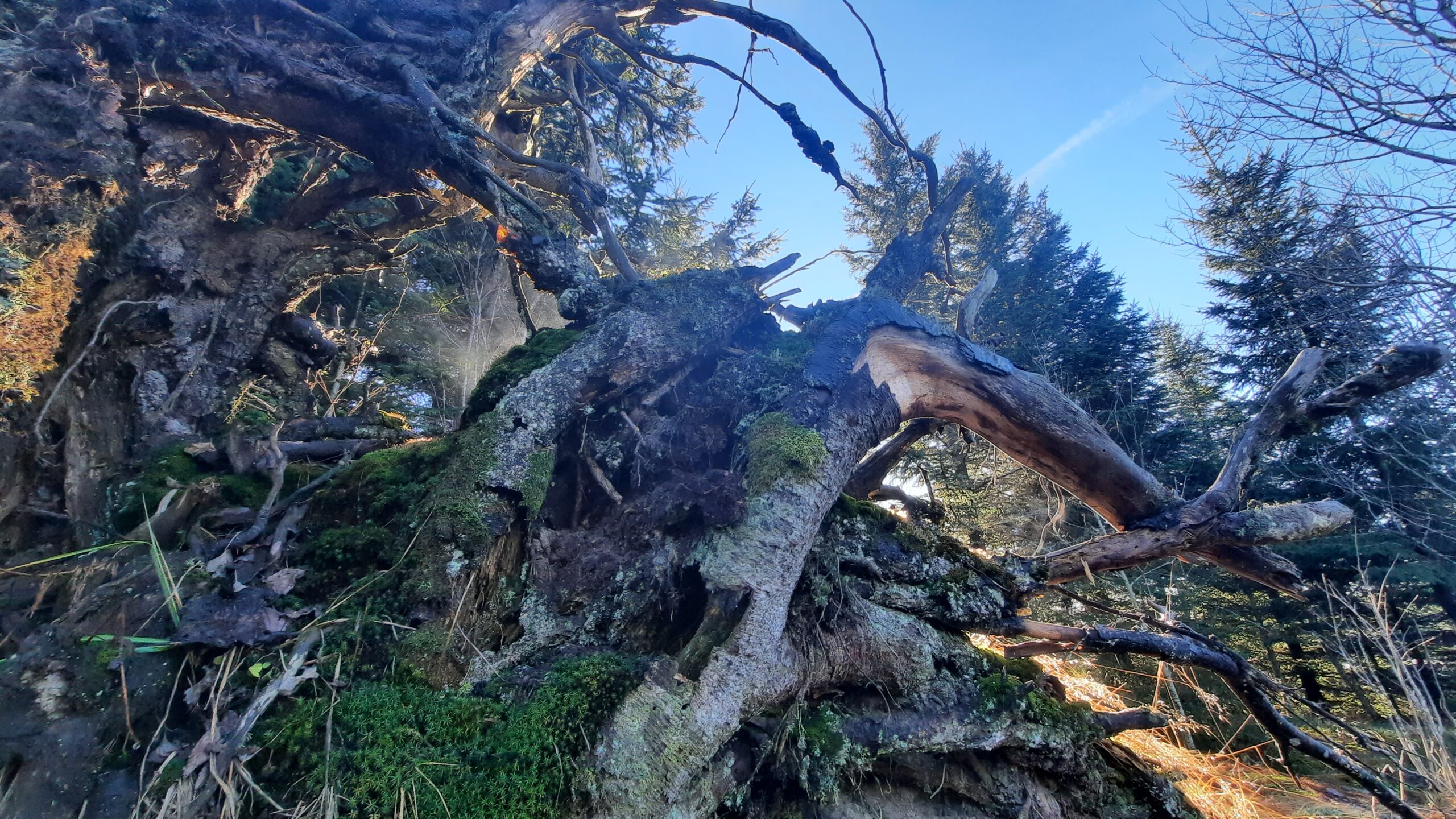 Arbre mort déraciné racines avec de la mousse