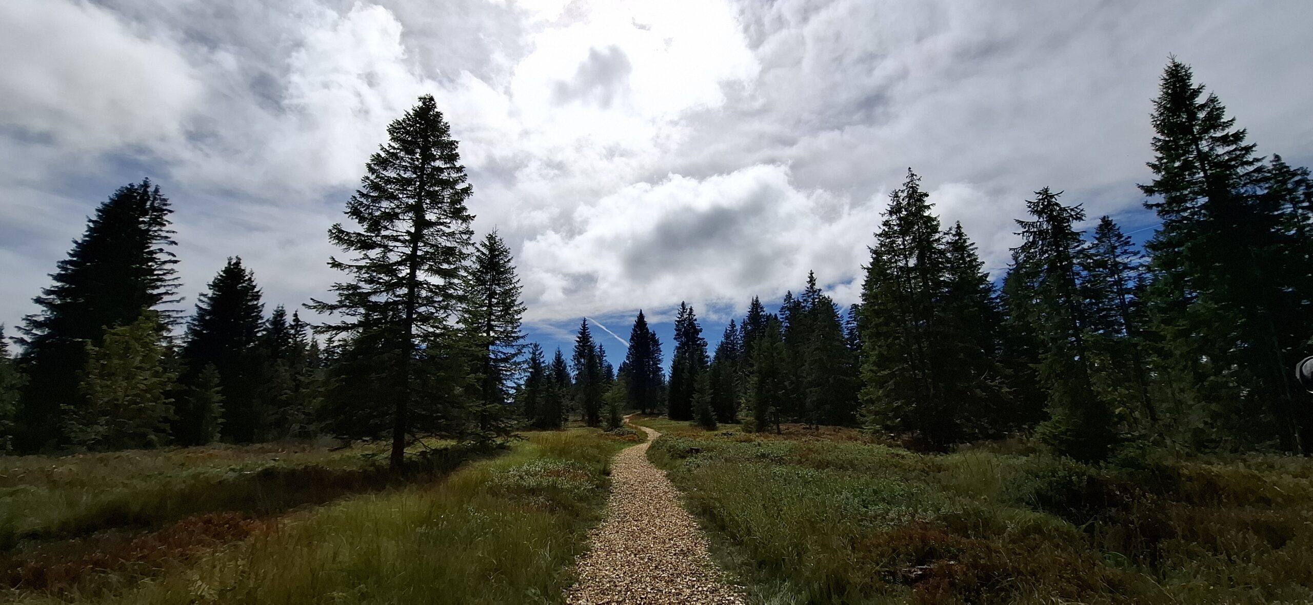 Forêt de sapins en montagne avec chemin de copeaux