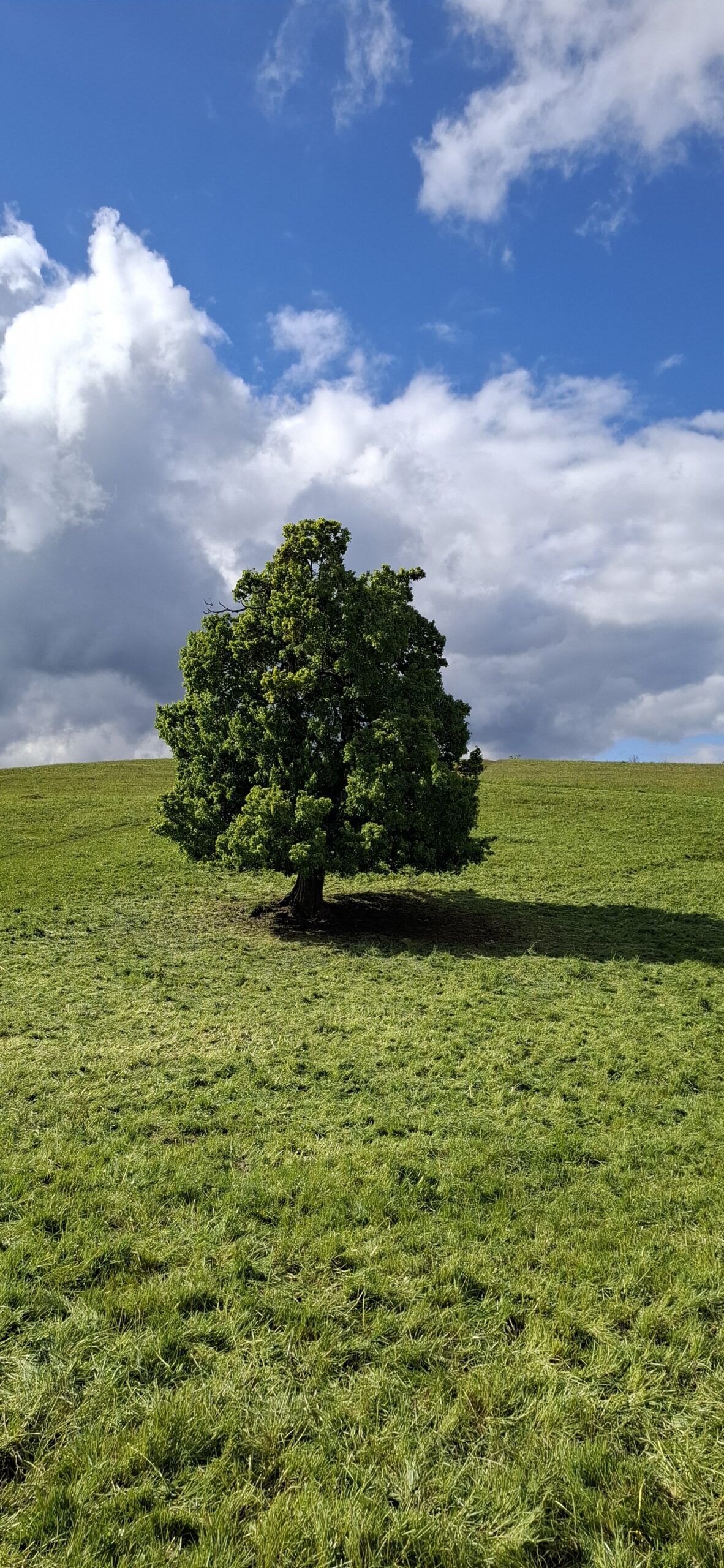Chêne majestueux dans une prairie avec nuages